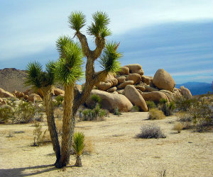 View of cactus desert